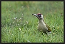 Groene specht, European Green Woodpecker, Picus viridis Location: Wierden, the Netherlands groene specht D2 8787 kopie